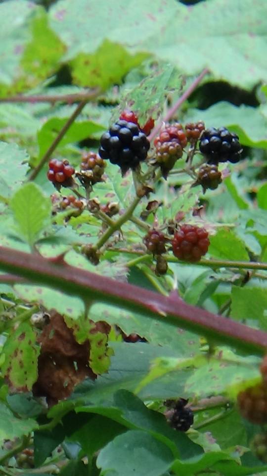 DSC00059_original